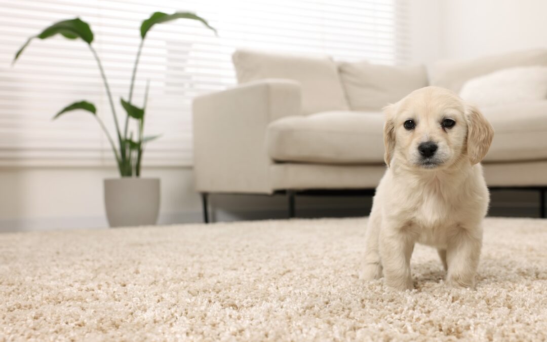 Puppy Keeps Peeing on Carpet? Preventing Long-Term Carpet Damage from Puppy Accidents