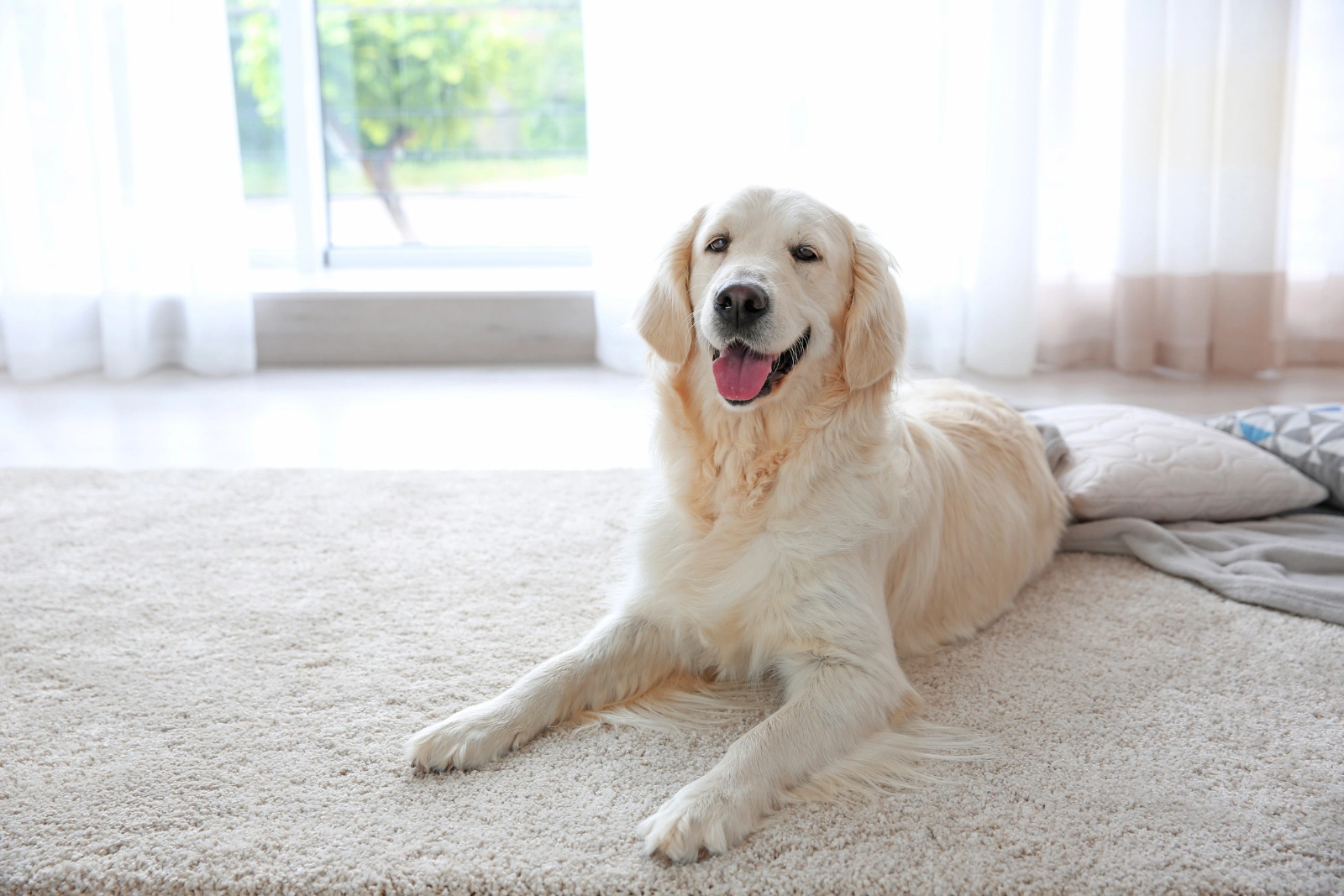 Pet Stains & Odors